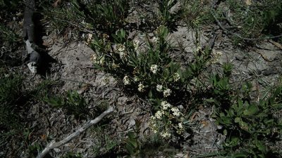 Gymnosporia elliptica, photographed by Shaun Swanepoel