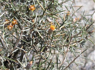 Chuquiraga aurea, photographed by Peter L Achuff