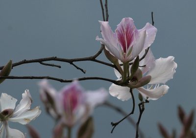 Bauhinia variegata, photographed by Ramnarayan K