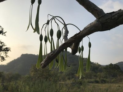 Gyrocarpus jatrophifolius, photographed by Sula Vanderplank