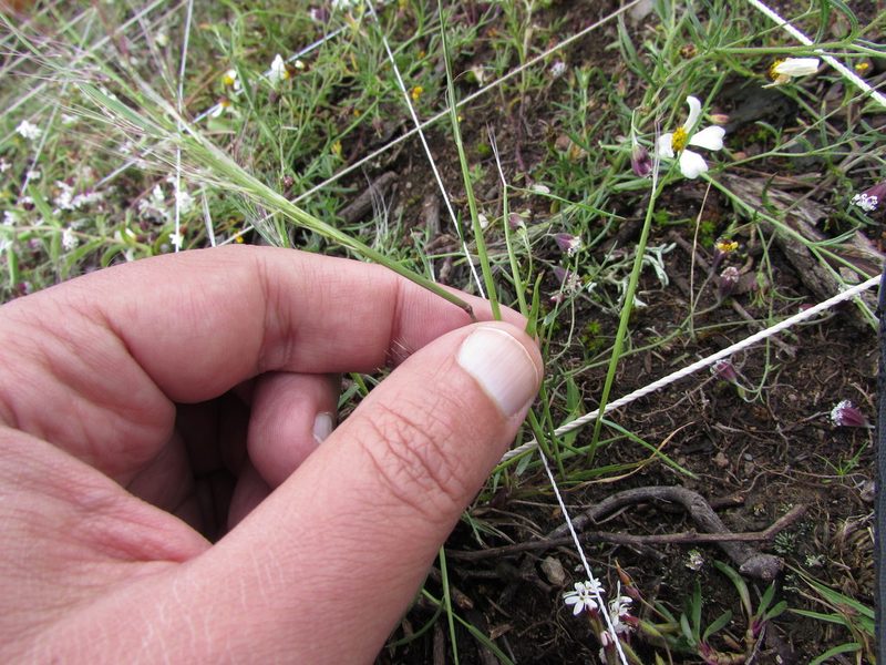 Muhlenbergia implicata, photographed by Carlos Martorell