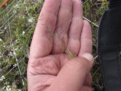 Muhlenbergia implicata, photographed by Carlos Martorell
