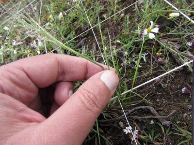 Muhlenbergia implicata, photographed by Carlos Martorell