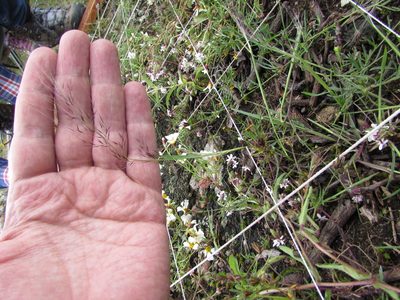 Muhlenbergia implicata, photographed by Carlos Martorell