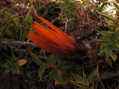 Chuquiraga calchaquina, photographed by Peter L Achuff