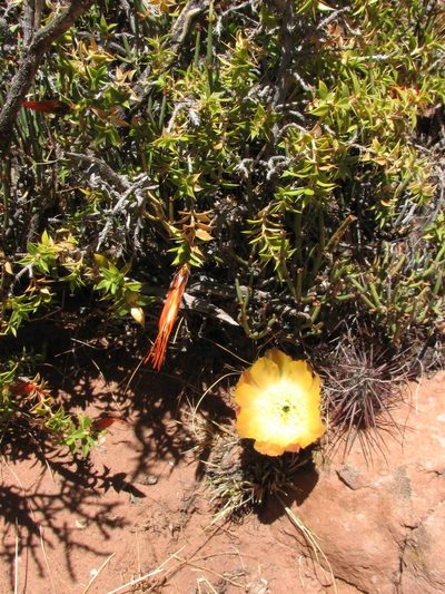 Chuquiraga calchaquina, photographed by Peter L Achuff