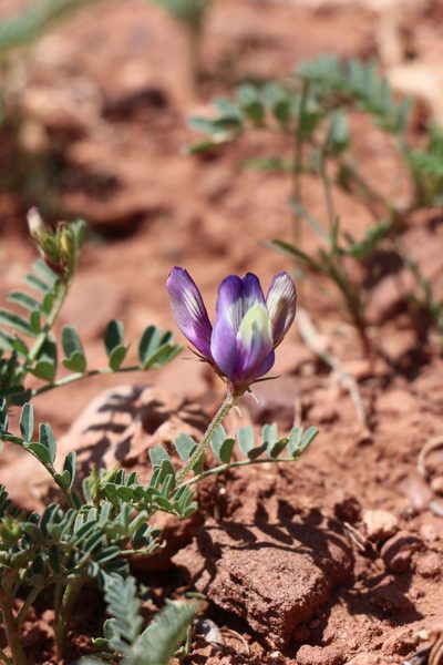 Astragalus lindheimeri, photographed by samlutfy