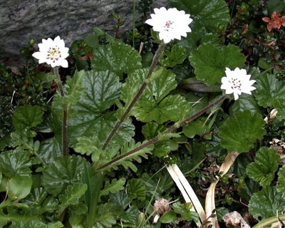 Leucheria eriocephala, photographed by Peter L Achuff