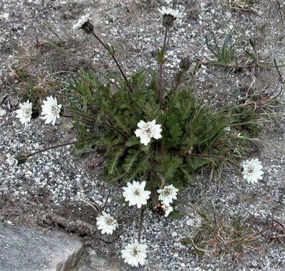 Leucheria eriocephala, photographed by Peter L Achuff