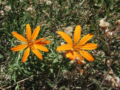 Mutisia subspinosa, photographed by Peter L Achuff