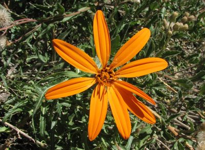 Mutisia subspinosa, photographed by Peter L Achuff