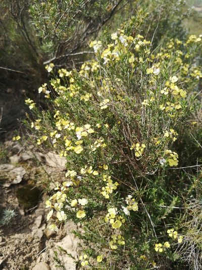 Vella aspera, photographed by Mattia Menchetti