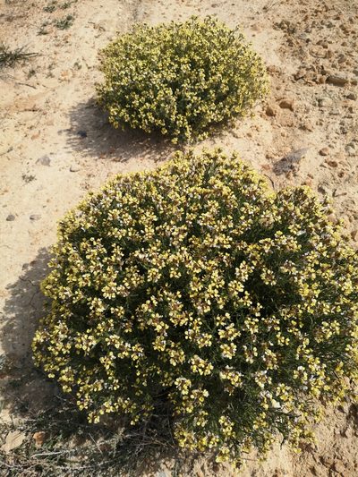 Vella aspera, photographed by Mattia Menchetti