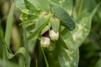 Cerinthe major, photographed by Eleftherios Katsillis