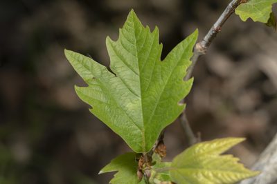 Platanus orientalis, photographed by Eleftherios Katsillis