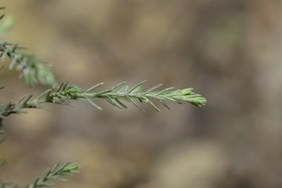 Cupressus sempervirens, photographed by Eleftherios Katsillis
