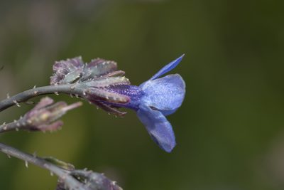 Anchusa strigosa, photographed by Eleftherios Katsillis