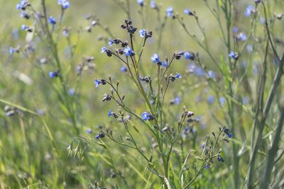 Anchusa strigosa, photographed by Eleftherios Katsillis