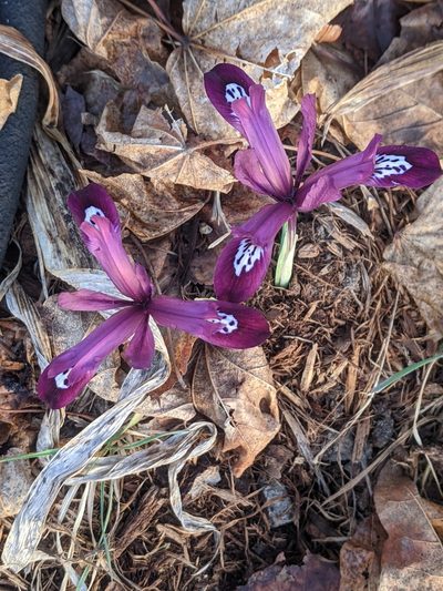 Iris reticulata, photographed by Matthew Spoor