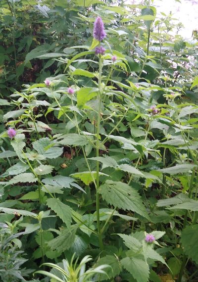 Agastache rugosa, photographed by Николай Соболев