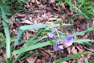 Iris setosa, photographed by Николай Соболев