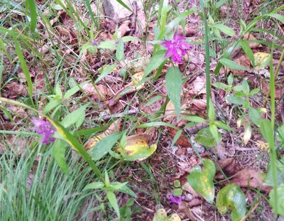Melampyrum setaceum, photographed by Николай Соболев