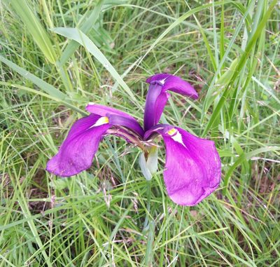 Iris ensata, photographed by Николай Соболев