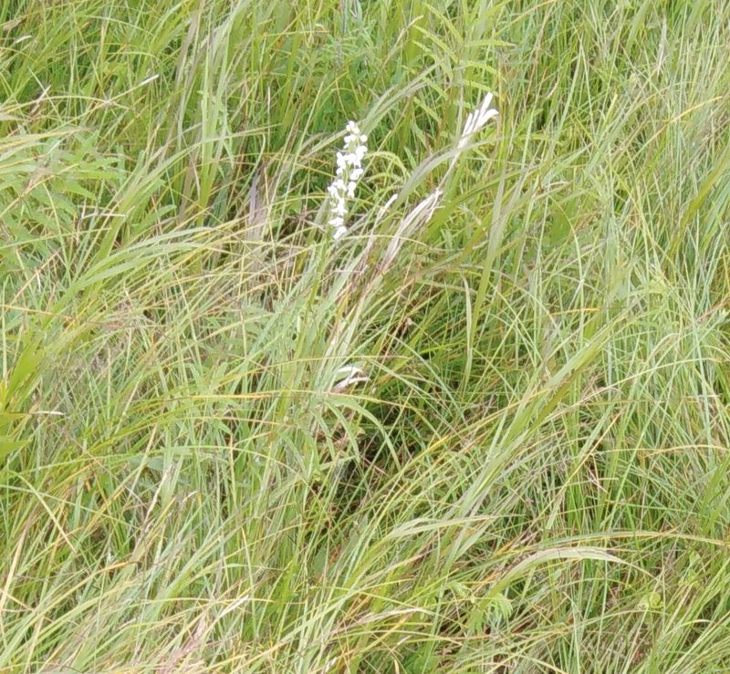 Platanthera hologlottis, photographed by Николай Соболев
