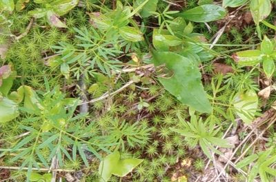 Ostericum maximowiczii, photographed by Николай Соболев