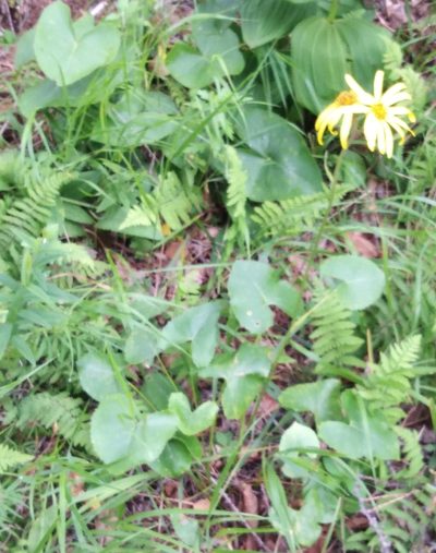 Ligularia calthifolia, photographed by Николай Соболев