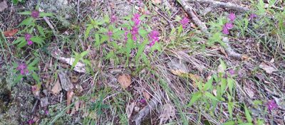 Melampyrum setaceum, photographed by Николай Соболев