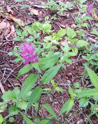 Melampyrum setaceum, photographed by Николай Соболев