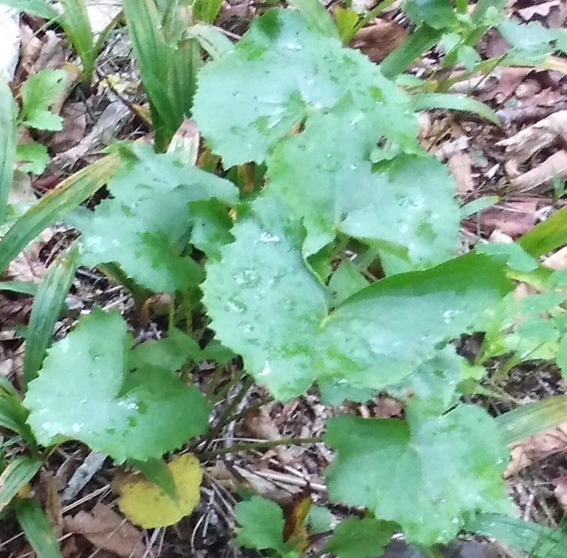 Ligularia calthifolia, photographed by Николай Соболев