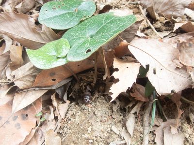 Asarum tamaense, photographed by WATANABE Hitoshi 渡辺仁