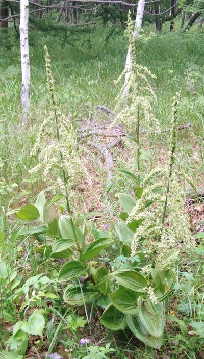 Veratrum dahuricum, photographed by Николай Соболев