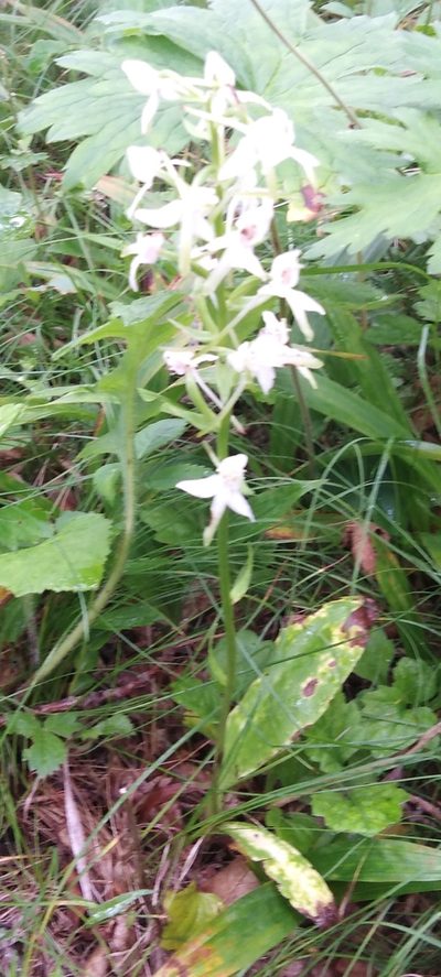 Platanthera metabifolia, photographed by Николай Соболев
