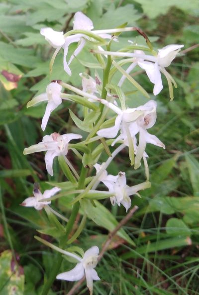 Platanthera metabifolia, photographed by Николай Соболев