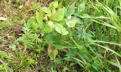 Clematis fusca, photographed by Николай Соболев