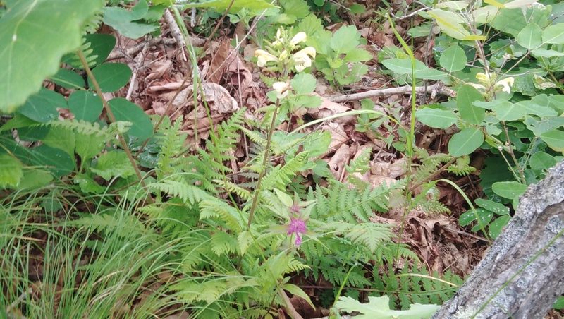Pedicularis mandshurica, photographed by Николай Соболев