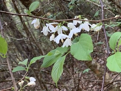 Halesia diptera, photographed by Laura Clark