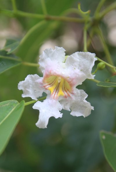 Catalpa longissima, photographed by Brian Oakes Haiti Hunter
