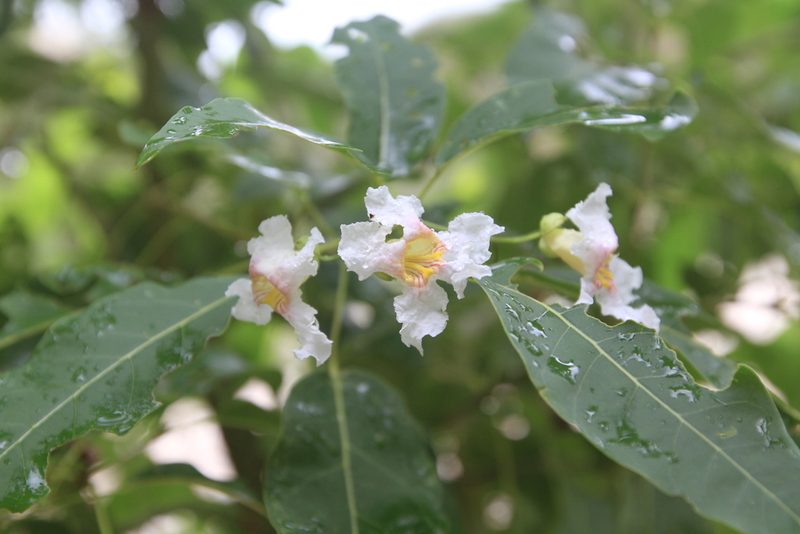 Catalpa longissima, photographed by Brian Oakes Haiti Hunter