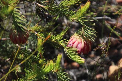 Protea nana, photographed by Tony Rebelo