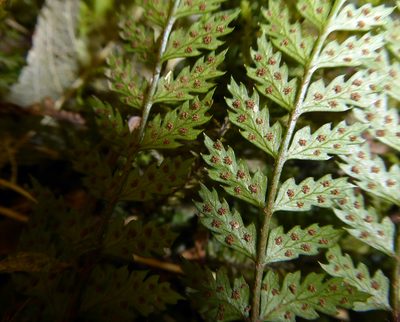 Polystichum silvaticum, photographed by Peter de Lange