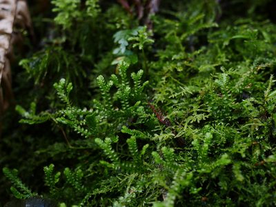 Selaginella douglasii, photographed by Kirill Ignatyev