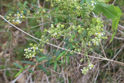 Mascagnia paniculata, photographed by Brian Oakes Haiti Hunter
