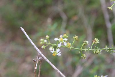 Mascagnia paniculata, photographed by Brian Oakes Haiti Hunter