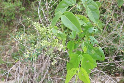 Mascagnia paniculata, photographed by Brian Oakes Haiti Hunter