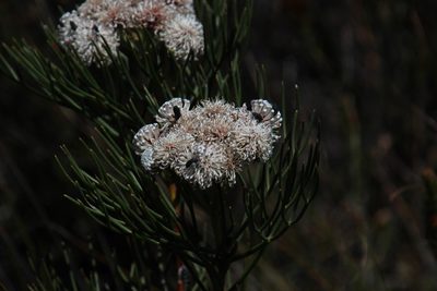 Serruria triternata, photographed by Tony Rebelo