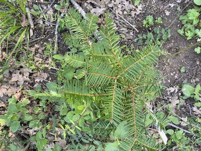 Torreya californica, photographed by Wendy Herniman